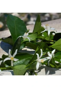 Devotion -Parfum Soldes Boutique devotion eau de parfum dolce gabbana 50 ml 4