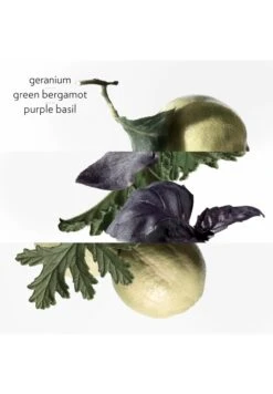 Hermès Eau De Basilic Pourpre -Parfum Soldes Boutique eau de basilic pourpre cologne hermes 50 ml 3 2